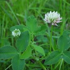 Image result for Trifolium