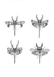 Black And White Insect With Wings Insekt Schwarz Weiss Abbildungen Hybriden Entimology Black And White Illustration Flower Tattoo Compass Tattoo