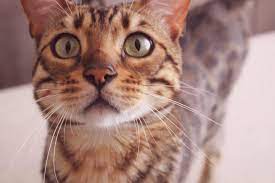 bengalskij kot cats animals