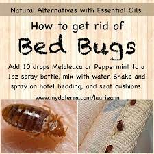 Diy Recipe Get Rid Of Bedbugs Diy Recipe Essential Oils Essential Oil Diffuser Recipes Essential Oils Bug Spray Recipe