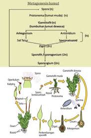 · dalam akar, batang dan daun terdapat jaringan pengangkut, yaitu terdiri atas xylem dan floem. Materi Tumbuhan Lumut Bryohyta Mapel Biologi Kelas 10 Sma Ma Bospedia