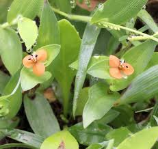 Image result for Murdannia semiteres