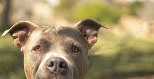 So cute puppy dog freaks out and jump when owner pours dog food. Underdog Rescue Of Arizona Home Facebook