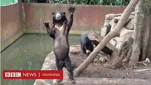 Roni merespons foto viral di media sosial yang mencuat dengan informasi mengenai kondisi kebun binatang mini. Beruang Kelaparan Di Kebun Binatang Bandung Bbc News Indonesia