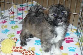 Welcome to our shihpoo puppy page! Buy Shihpoo Puppies Buy Puppies In Tucson With The Paw Palace
