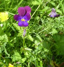 Maybe you would like to learn more about one of these? Wild Pansy Naturespot
