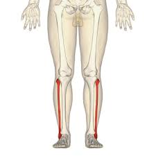 The bones of the leg are the femur, tibia, fibula and patella.the foot bones shown in this diagram are the talus, navicular, cuneiform, cuboid, metatarsals and calcaneus. Fibula Wikipedia