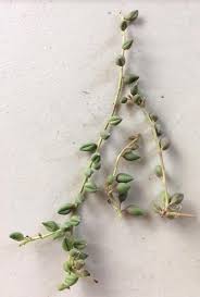 Shriveling or shrivelling.] meaning of shrivelled from wikipedia. Why Are My String Of Pearls Shriveling Succulent Plant Care