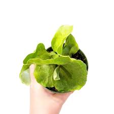 Image result for Platycerium elephantotis