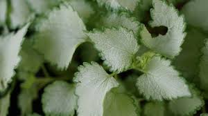 Check spelling or type a new query. Lamium Maculatum Ghost Ghost Dead Nettle Ghost Spotted Deadnettle Plant Lust