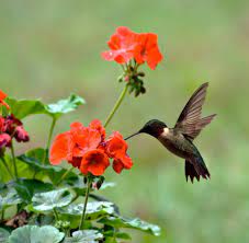 Do flowers with red blooms attract hummingbirds? Attracting Hummingbirds To Your Yard