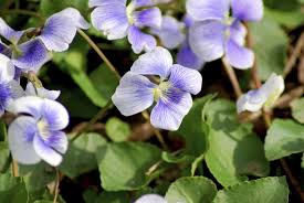 Maybe you would like to learn more about one of these? Types Of Violet Plants Learn About Violet Plant Varieties