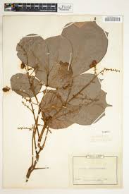 Image result for Agelaea pentagyna