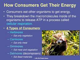 How do producers and consumers get their energy? All Energy On Earth Comes From The Sun So How Do We Get That Energy Ppt Download