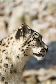 Profil Snow Leopard Wild Cats Animals Beautiful