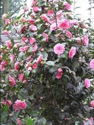 Plants For Winter Interest Plants Evergreen Flowering Shrubs Pink Garden
