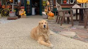 It has been a koa for a few years and the new owners have put a lot of time and money into this place and it shows. Dog Rescued From Icy Waters At Geauga County Resort Campground Wkyc Com