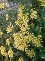 Image result for Gnidia goetzeana