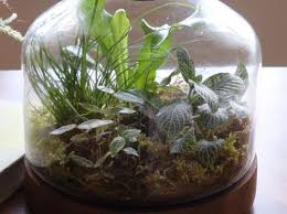 Terrarium Ideas Book Slideshow From Gardener S Supply Air Plants Diy Garden Supplies Terrarium