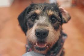 361 3rd street, troy (ny), 12180, united states. Mobile Groomer In Woodland Hills Ca Smile Mobile Grooming