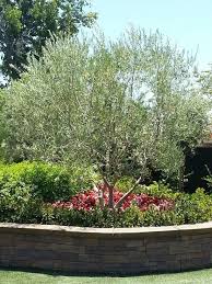 Swan Hill Fruitless Olive Tree As Centerpiece For Yard Backyard Olive Trees Landscape Landscaping Trees Trees For Front Yard