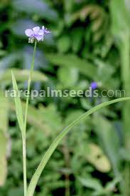 Image result for Murdannia simplex