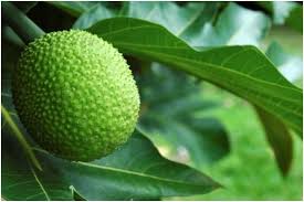 10 Amazing Benefits Uses Of Breadfruit For Skin Hair And Health Breadfruit Fruit Health