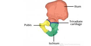 Pelvis Anatomy Flashcards Quizlet