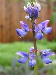 Image result for Lupinus mexicanus