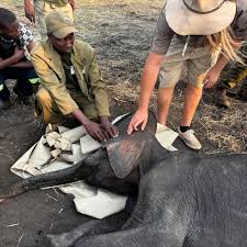 Wild is Life Trust and ZEN - Dr Mark Lombard and Dr Candiss Diamondis do a  scan and tap on Johnnie, under sedation. | Facebook