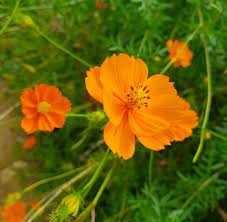 Cosmos Flower Tropical Flower Arrangements Beautiful Flowers Flowers