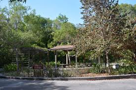 All other park facilities are closed. Poisonous Trees In Florida Florida Hikes Bougainville Tropical Tree Florida