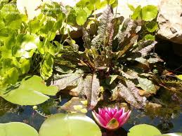 Varieties which are winter hardy in new york and commonly found at bergen water gardens include: Plantfiles Pictures Rumex Species Bloodwort Bloody Dock Red Veined Dock Red Veined Sorrel Rumex Sanguineus By Thom228