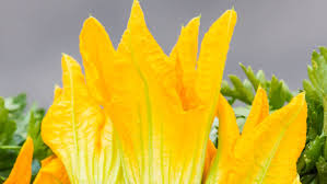 Butternut squash (cucurbita moschata), known in australia and new zealand as butternut pumpkin or gramma, is a type of winter squash that grows on a vine. What You Need To Know About Squash Blossoms The Flower We Love To Fry Kitchn