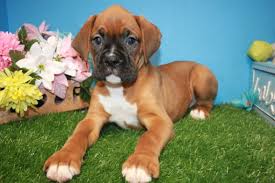 We do not currently have mini boxer puppy's ready for their forever homes. Boxer Puppies For Sale Long Island Puppies