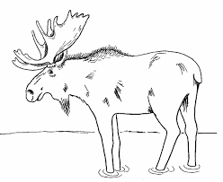 Moose Coloring Page 2 Free Printable Coloring Pages Deer Coloring Pages Bear Coloring Pages Coloring Pages