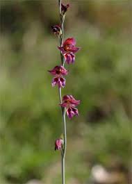 Image result for Gladiolus unguiculatus