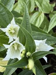 Image result for Gentiana asclepiadea alba
