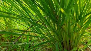 Image result for Cymbopogon nardus