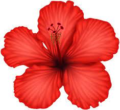 Red Hibiscus Png Clip Art Gallery Yopriceville High Quality Images And Transparent Png Free Clipart Free Watercolor Flowers Hibiscus Image Hibiscus
