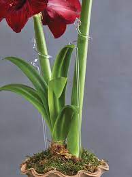 Pin On Garden Beauty