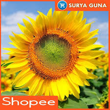 Jenis bunga yang satu ini juga sangat terkenal di masyarakat. Benih Bunga Matahari Besar Kemasan 10 Gram Shopee Indonesia