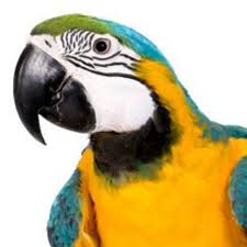 6,977 likes · 230 talking about this · 1,824 were here. Pin On Bird Info