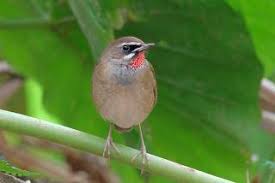 Aktiviti lesen pembaharuan di kaunter. Burung Murai Sawa