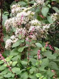 Image result for Pavetta sp. F