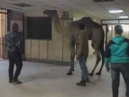 Four cats rescued from burning house in thailand. Egypt Camel Spotted Inside Hospital Mena Gulf News