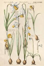 Narcissus Albus Oblongo Calice Narcissus Albus Fimbria Lutea Narcissus Luteus Repens Narcissus Angustifolius Albus Calice Et Longo F Ilustracao De Plantas Ilustracao Botanica E Plantae