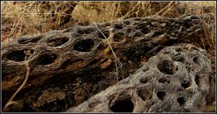 New cacti grew wherever severed pieces had landed! Tucson Arizona Scott S Place Images And Words