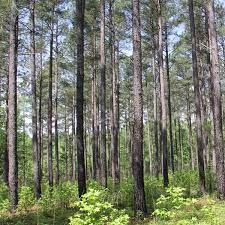 Selling Your Timber? Don't Make An Uninformed Decision! | Nc State  Extension Publications