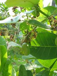 Image result for Anacardium occidentale